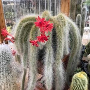 Monkey Tail Cactus | Hildewintera Aureispina Cactus Seeds