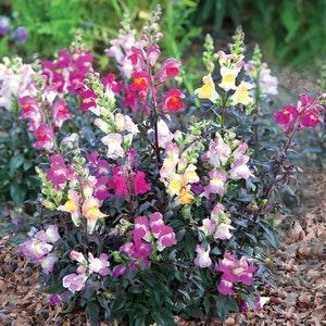 Twilight Snapdragon SEEDS mixed burgundy foliage cut flower bouquet florist wedding bouquet Dizzy Bees Urban Garden