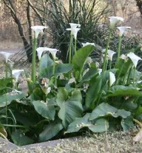 Zantedeschia aethiopica Lily of the Nile 25 seeds