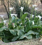Zantedeschia aethiopica Lily of the Nile 25 seeds