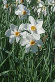 Poet??s Daffodil Bulbs: Growing Poet??s Daffodils In The Garden Flower Delivery