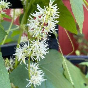 Wild Cucumber - Echinocystis lobata 12 seeds