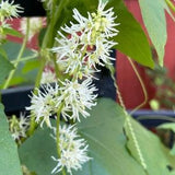 Wild Cucumber - Echinocystis lobata 12 seeds