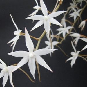 Aerangis biloba. Rare African native orchid species. Fragrant beautiful white blooms.