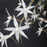 Aerangis biloba. Rare African native orchid species. Fragrant beautiful white blooms.