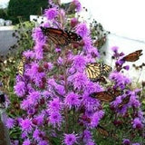 Butterfly Magnet! MEADOW BLAZING STAR Liatris Ligulistylis Butterflies 5 Seeds