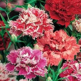Common Pink Spring Beauty Fragrant Flowers Blend 0.5g - 100 Seeds - Dianthus Plumarius NON GMO