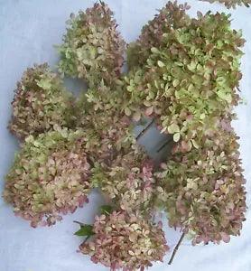 10 Rose Hydrangea Flowers, Natural Dried Color from Our Indiana Homestead Garden