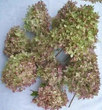 10 Rose Hydrangea Flowers, Natural Dried Color from Our Indiana Homestead Garden