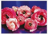 Postcard Margot de Korte, Photographer  "Rose Ranunculus" MINT Unused
