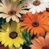 100+ Pcs  African Daisy Mixed Color Flower Seeds-Magarita Africana-DIMORPHOTHECA AURANTIACA/ (FL309