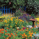 Cottage flower mix seeds - code 073