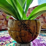 Coir pot | Indoor planter pots | Coco husk pots | Outdoor Planter | husk Planter pot | Horticultural Coconut Pot