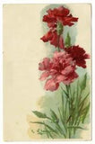 Carnations CATHERINE KLEIN Floral Postcard 1908 Pink Red Flowers