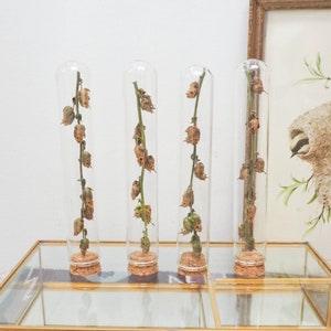 Dried Snapdragon Skull Seed Pods in Tall cloche Glass Vial -  Snapdragon Seed Pods on the Stem - Curio Cabinet - Witchy Altar - Occult Decor