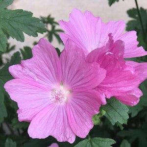 80 Malva Rose de Lanaudi??re (Musk Mallow) Seeds - organic plant with perennial flowers - hand picked in 2022