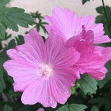 80 Malva Rose de Lanaudi??re (Musk Mallow) Seeds - organic plant with perennial flowers - hand picked in 2022