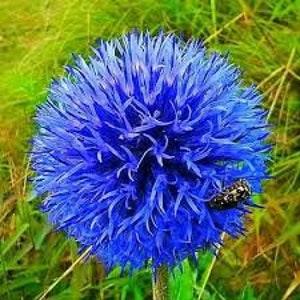 25+  Globe Thistle Blue Flower Seeds- Echinops Ritro- Drought Tolerant Perennial -Blue Glow-Echinops Bannaticus- Great for Cut Flowers-B476
