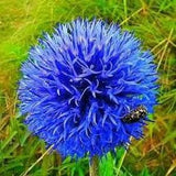 25+  Globe Thistle Blue Flower Seeds- Echinops Ritro- Drought Tolerant Perennial -Blue Glow-Echinops Bannaticus- Great for Cut Flowers-B476