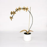 Orchid #7 Brass