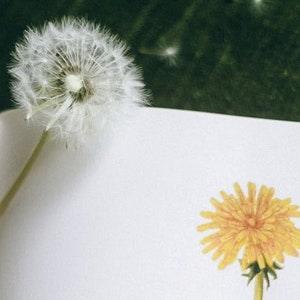 50 ORGANIC DANDELION SEEDS 'Taraxacum Officinale' Handpicked Fresh Seeds 2023 Garden Season With Wisps Attached