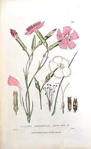 CARNATION DIANTHUS Baxter Original Antique Engraved Botanical Flower Print 1834