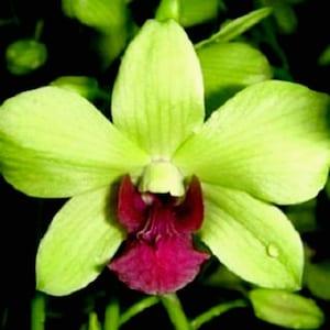 Orchid seedling dendrobium Burana Jade Hawaii live plant