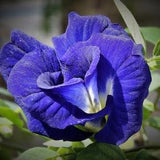 Clitoria ternatea | Blue Butterfly Pea Flower Seeds | Asian pigeonwings | bluebellvine | cordofan | 25 Seeds Pack, Shipped from Los Angeles