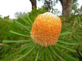 Hooker's Banksia - Banksia hookeriana