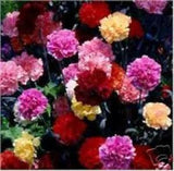50+ MULTI-COLOR MIX CARNATION FLOWER SEEDS / PERENNIAL