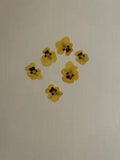 Pressed Dried Flowers All Natural Not Dyed Or Coloured Viola Flowers Yellow