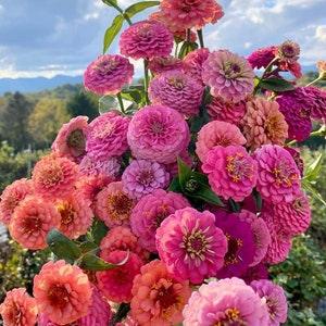 50 seeds lovely Giant Zinnia mix Seeds