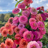 50 seeds lovely Giant Zinnia mix Seeds