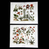 c. 1894 EXOTIC HOUSEPLANTS lithographs ? set of 2 original antique prints ? botanicals ? orchid lily poppy passion flower ? botany prints