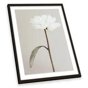 Peony 07 Flower Floral Grey FRAMED ART PRINT Picture Portrait Artwork