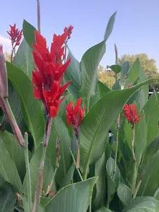 Canna Bulbs Red Jumbo Plants Tall  Plants Lot Of (3) Green Leaf Lily Rhizomes