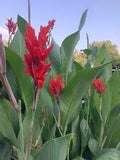 Canna Bulbs Red Jumbo Plants Tall  Plants Lot Of (3) Green Leaf Lily Rhizomes