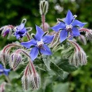 Borage edible seeds Borago officinalis star flower Dizzy Bees Urban Garden *combined shipping*