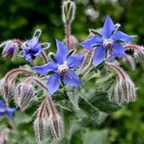 Borage edible seeds Borago officinalis star flower Dizzy Bees Urban Garden *combined shipping*