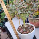 Crested Succulents Fred Ive's Hybrid-Will Receive The Actual Live Plants And Will Receive Free Pot Of Ephyllium Orchids Cactus