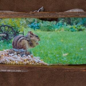 Chipmunk in sunflower, on stone with cedar frame, 3.5x8 print size, finished size is 4x9