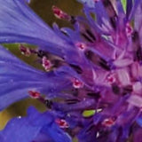 Corn flowers blue