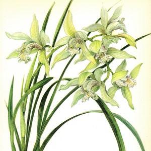 Vintage White Orchid Print Boat Orchid Illustration Gallery Wall Art Cottage Decor Gift Idea Cymbidium Nicolasianum Orchid 4780-72