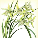 Vintage White Orchid Print Boat Orchid Illustration Gallery Wall Art Cottage Decor Gift Idea Cymbidium Nicolasianum Orchid 4780-72