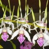 Dendrobium orchid antenatum blooming size-