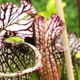 Carnivorous Plant Seeds 7 Sarracenia leucophylla LIMITED SUPPLY