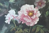 Tree Peony II Numbered 5/50 Giclee Print Signed J. Petrich With COA 22??? X 15???