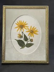 Pressed Heliopsis Yellow Prairie Flower In A Vintage Frame