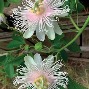 N702 Passoflora Flower Seeds 10 Seeds Zaden Seeds Climbing Plant