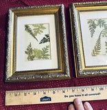 Original Pressed Fern Artwork